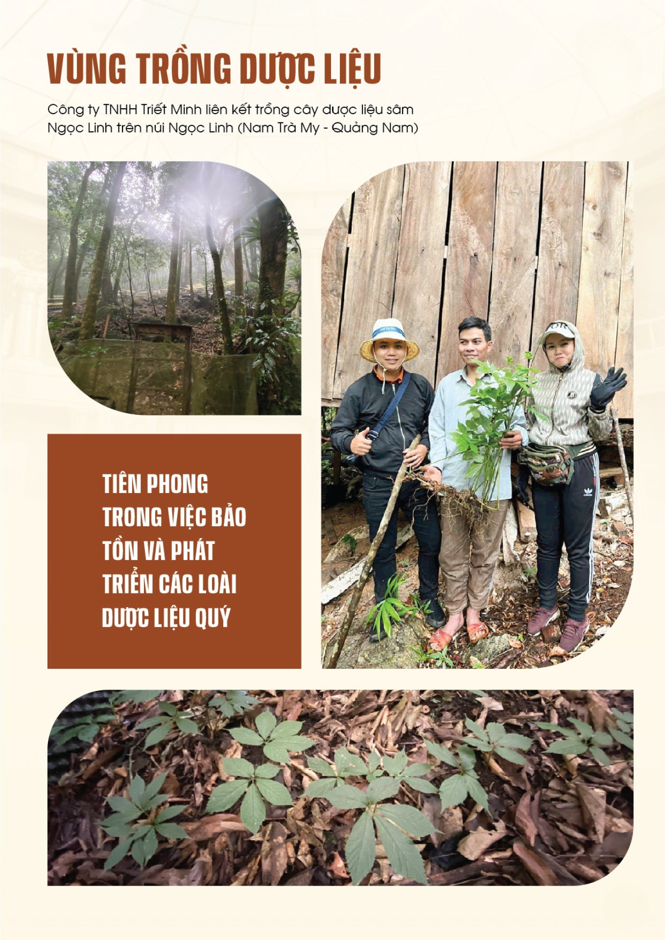 trimico, sâm ngọc linh, nấm lim xanh