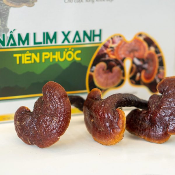 NẤM LIM XANH – GIẢI PHÁP TỰ NHIÊN HỖ TRỢ ĐIỀU TRỊ BỆNH GOUT