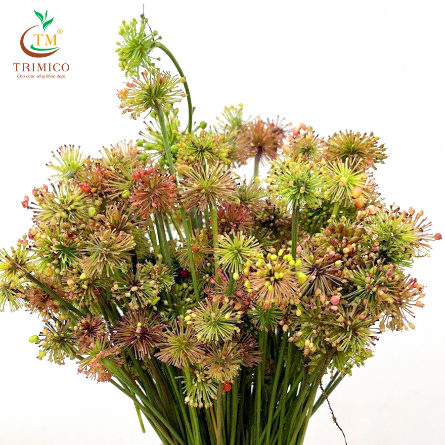 hoa sâm ngọc linh, hoa sâm ngọc linh tươi