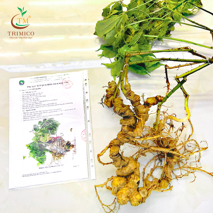 củ sâm ngọc linh tươi, củ sâm ngọc linh