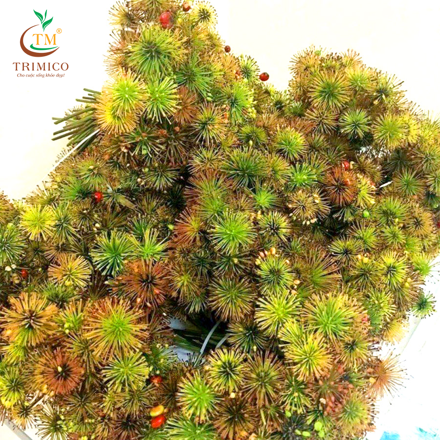 Báo Tuổi Trẻ Online đưa tin về TRIMICO