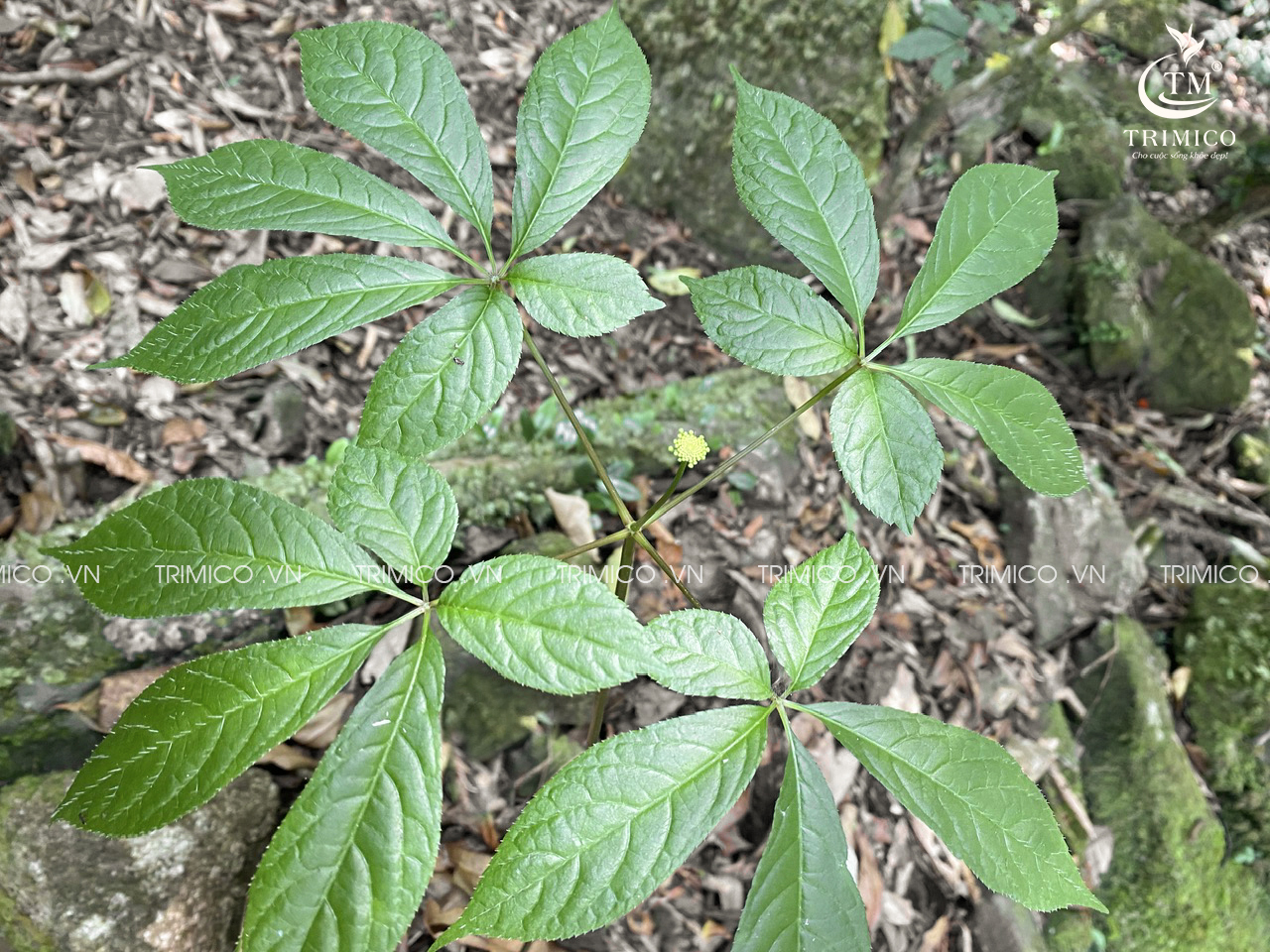 lá sâm ngọc linh, lá sâm, lá sâm tươi, lá sâm ngọc linh tươi