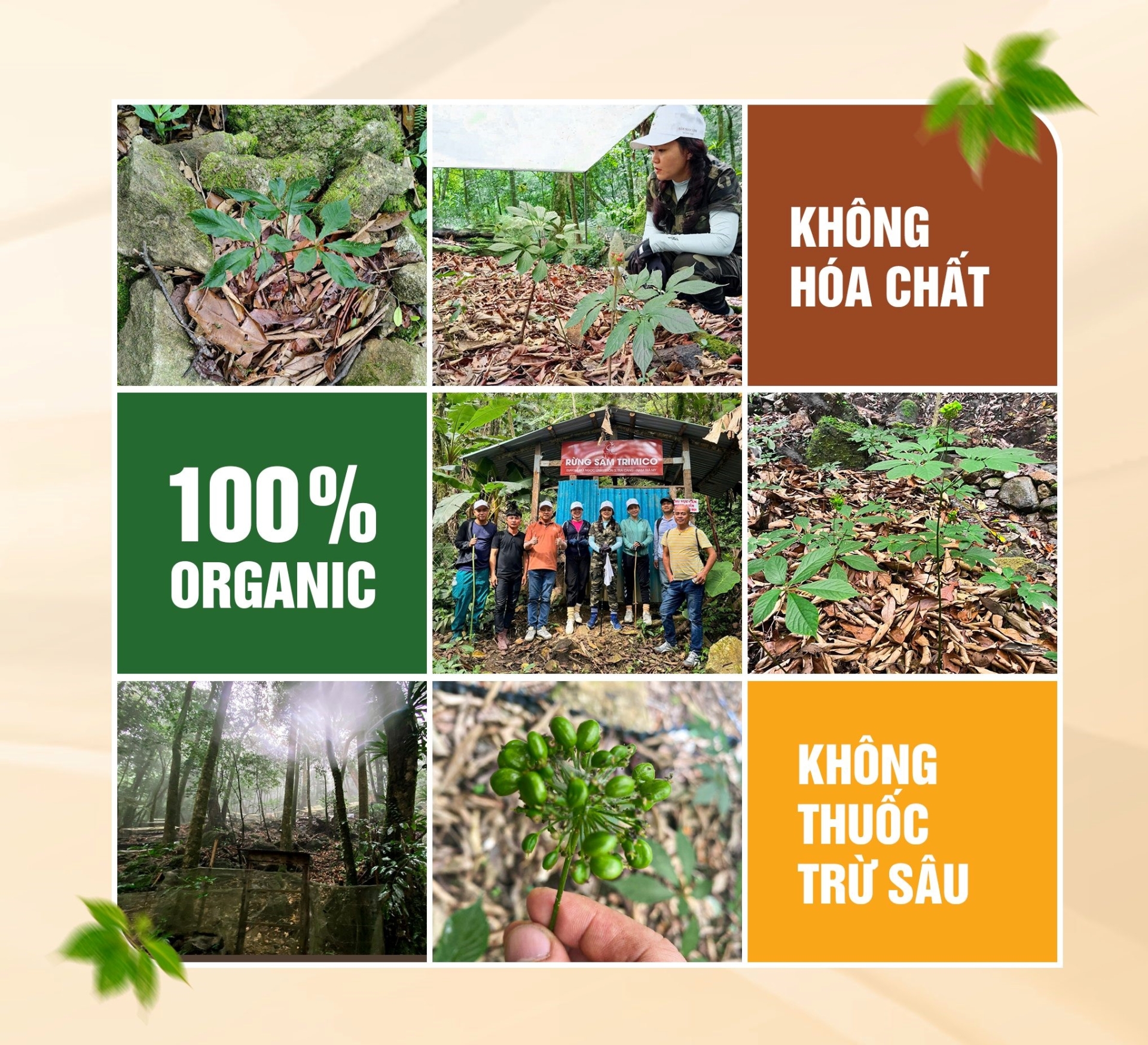 sâm ngọc linh TRIMICO