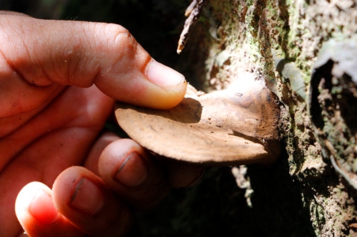 Nấm Lim Xanh tốt