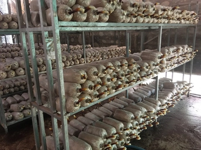 trồng nấm Lim Xanh