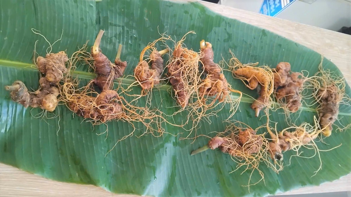 Giải đáp: Giá sâm Ngọc Linh bao nhiêu tiền 1kg?