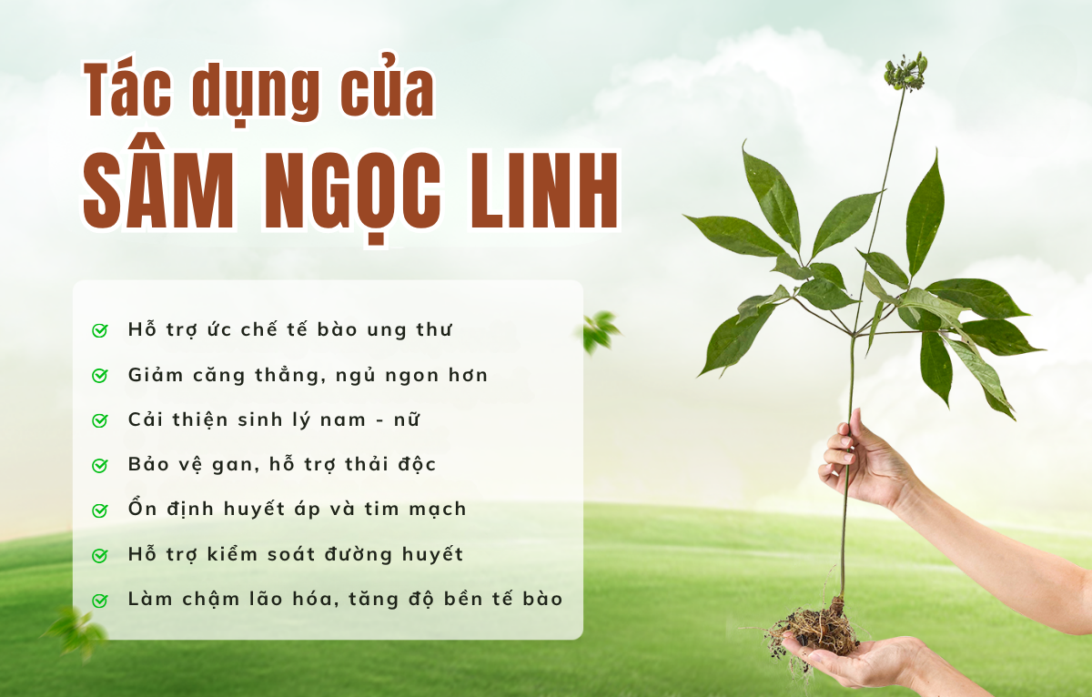 tác dụng sâm Ngọc Linh, sâm ngọc linh TRIMICO