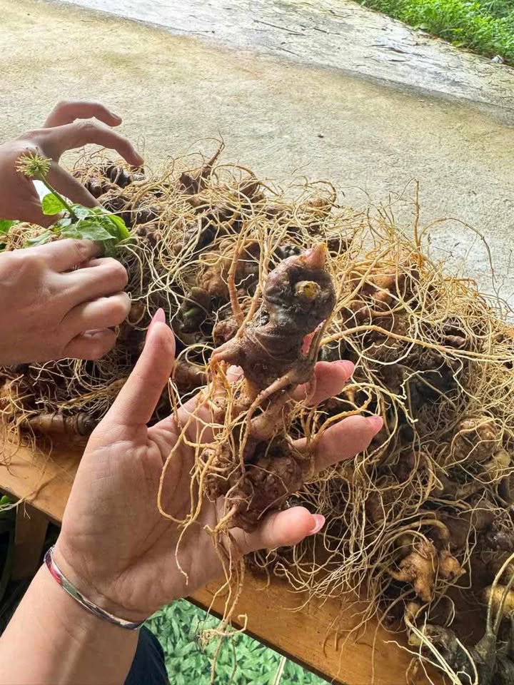 sâm ngọc linh quý như thế nào