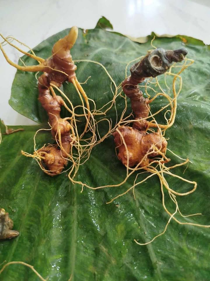 giá sâm Ngọc Linh Quảng Nam TRIMICO