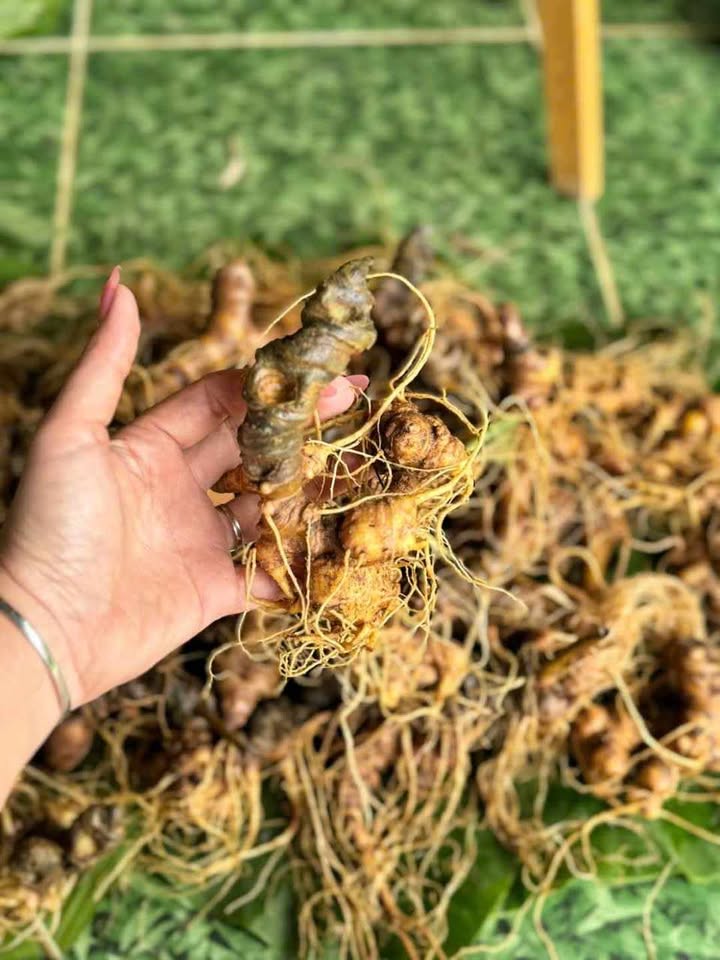 giá sâm Ngọc Linh Quảng Nam TRIMICO