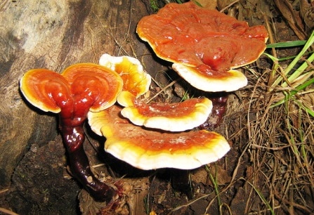 giá nấm lim xanh quảng nam