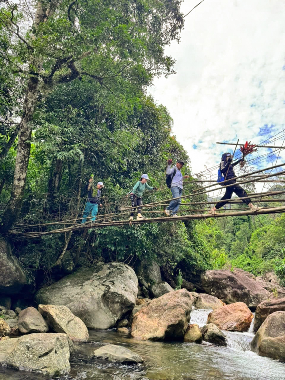 Cận cảnh vườn sâm Ngọc Linh trên đỉnh núi cao 1.800m