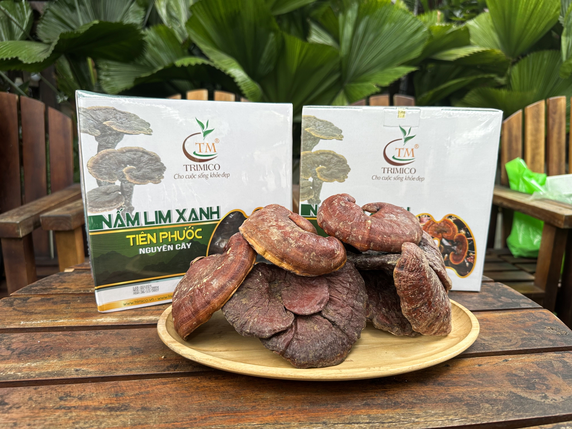 Vì sao Nấm Lim Xanh Tiên Phước lại được săn lùng? nấm lim xanh trimico