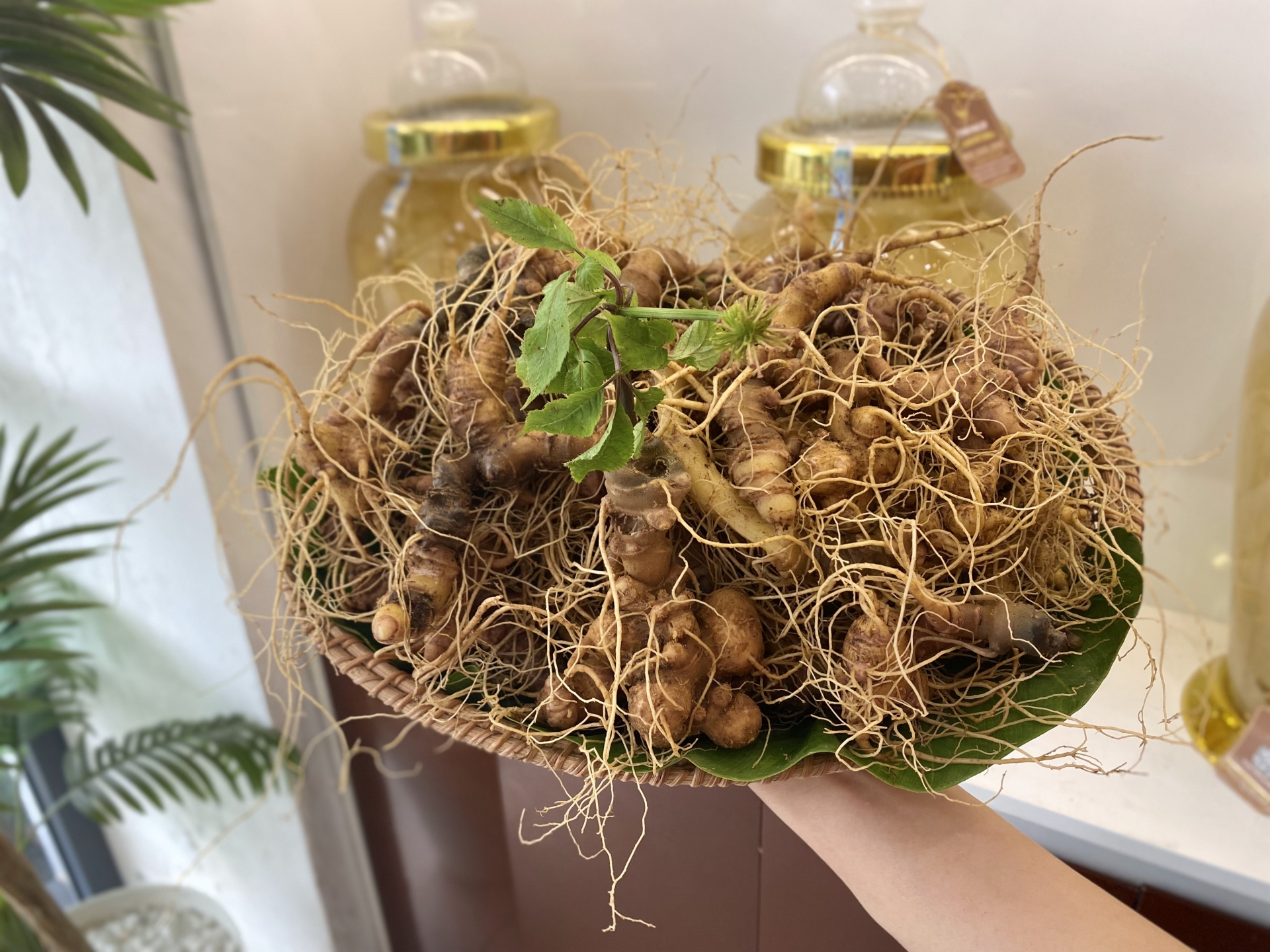 giá bán sâm Ngọc Linh TRIMICO