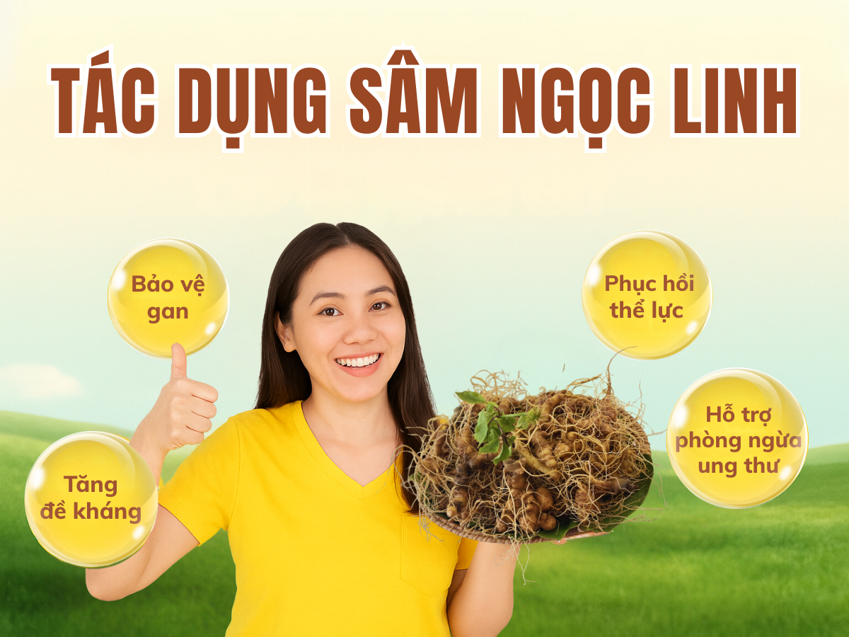 sâm ngọc linh tác dụng TRIMICO
