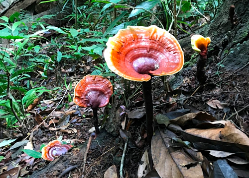 nấm lim xanh công dụng