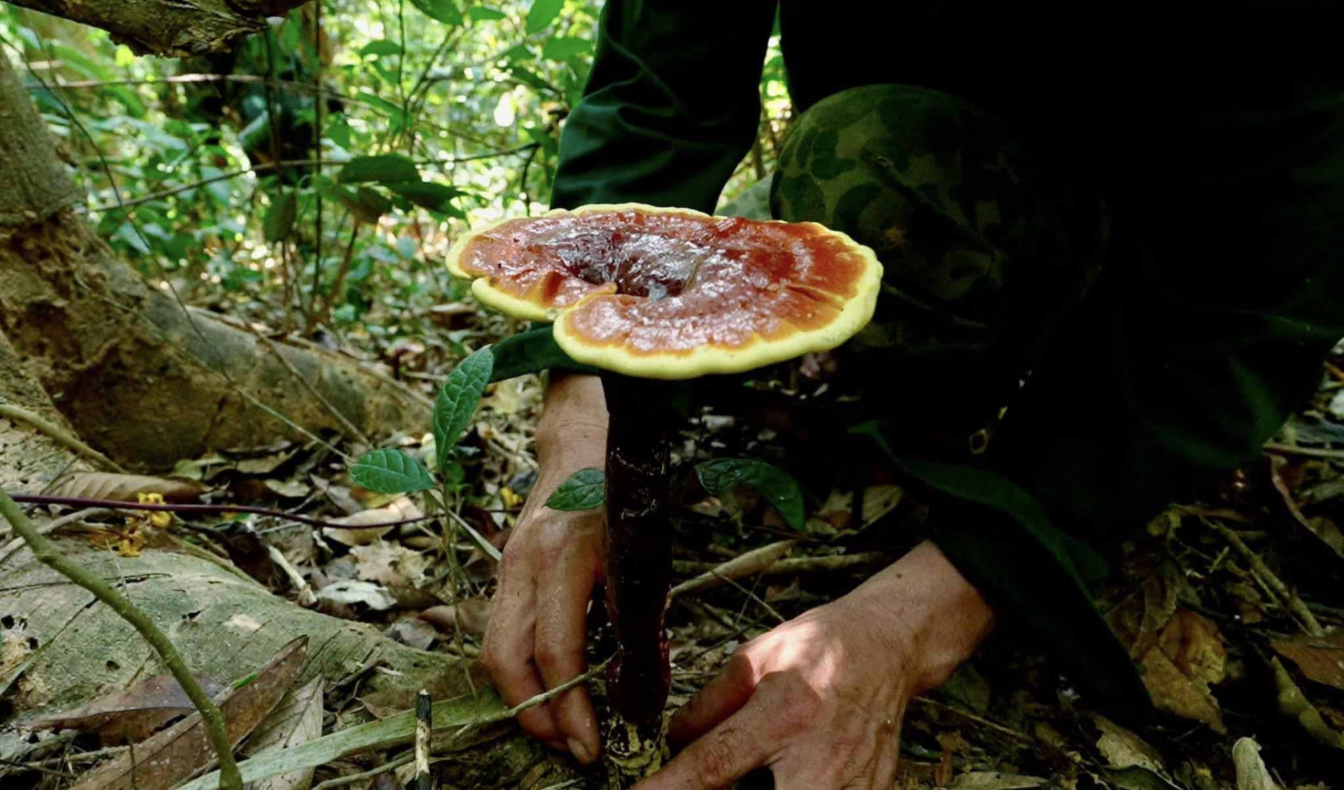 nấm lim xanh giả nấm lim xanh rừng tự nhiên