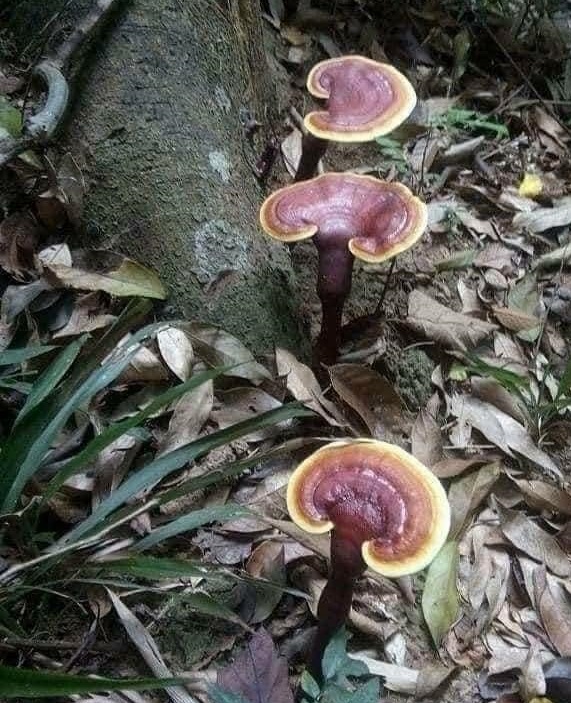 Nấm Lim Xanh rừng Quảng Nam: Đặc điểm, công dụng và nơi mua