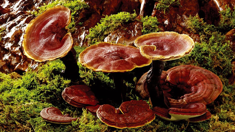 Cách nhận biết nấm Lim Xanh: nấm lim xanh trimico