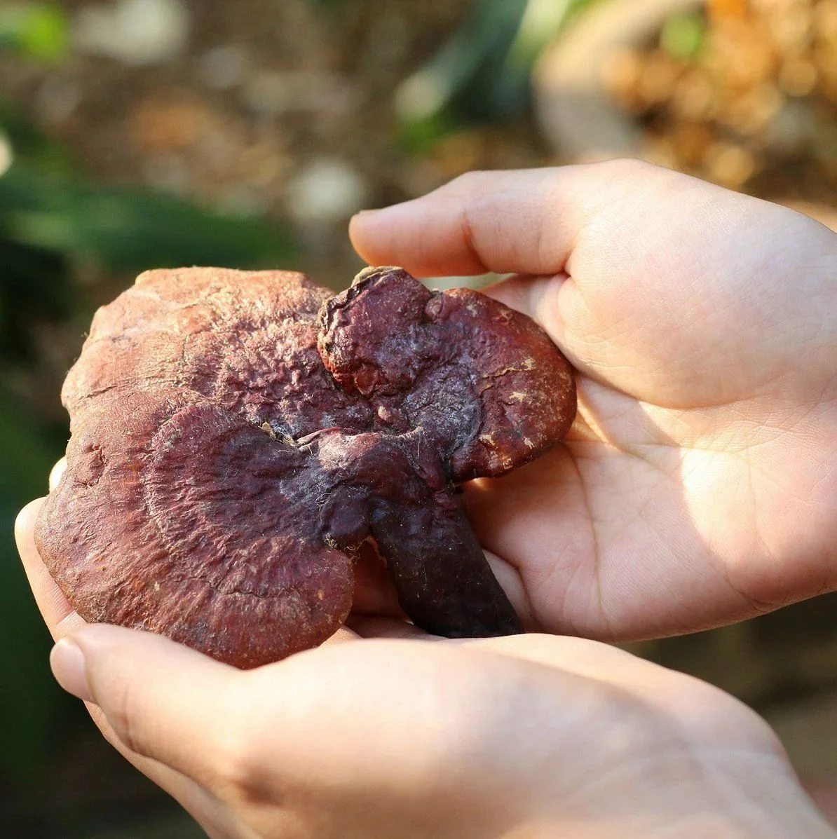 nấm lim xanh có tác dụng gì