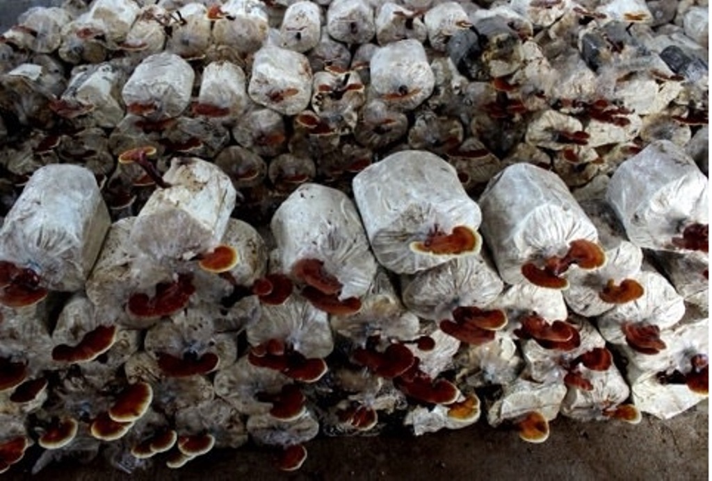 trồng nấm lim xanh