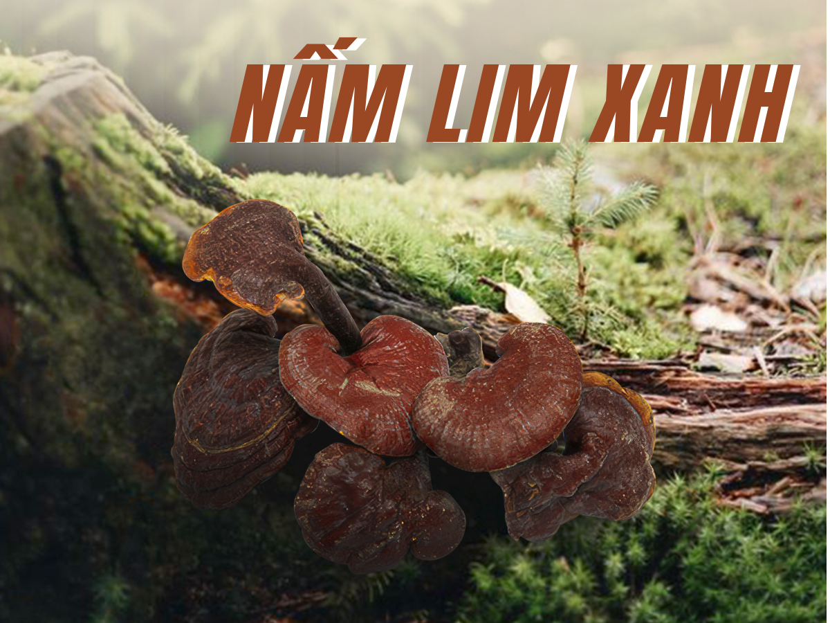 nấm lim xanh TRIMICO