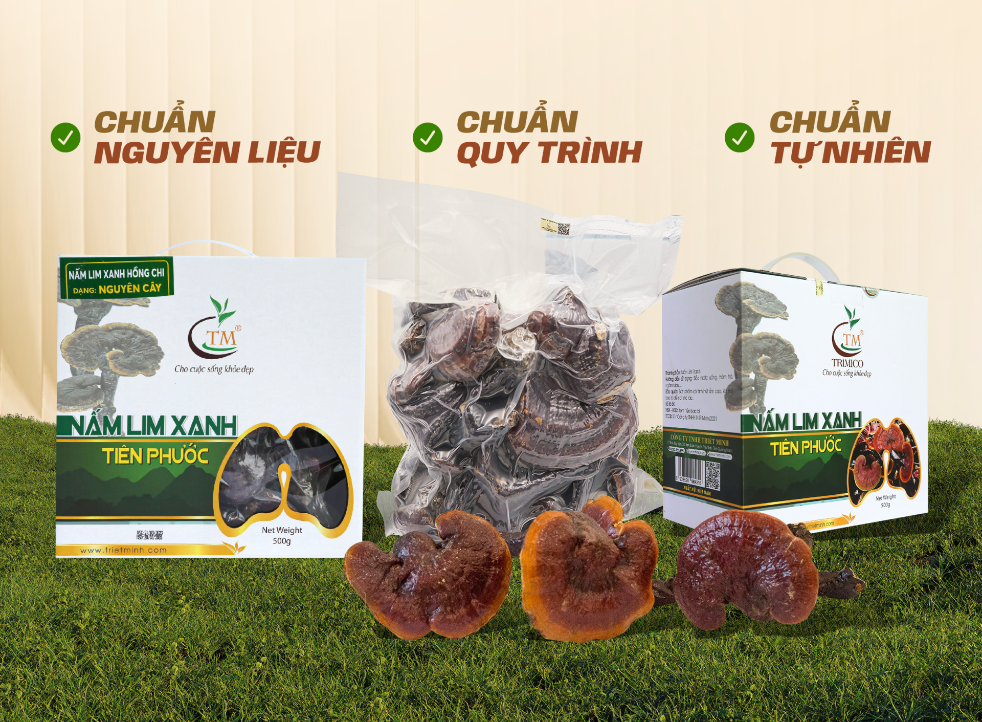 Mua nấm Lim Xanh ở đâu