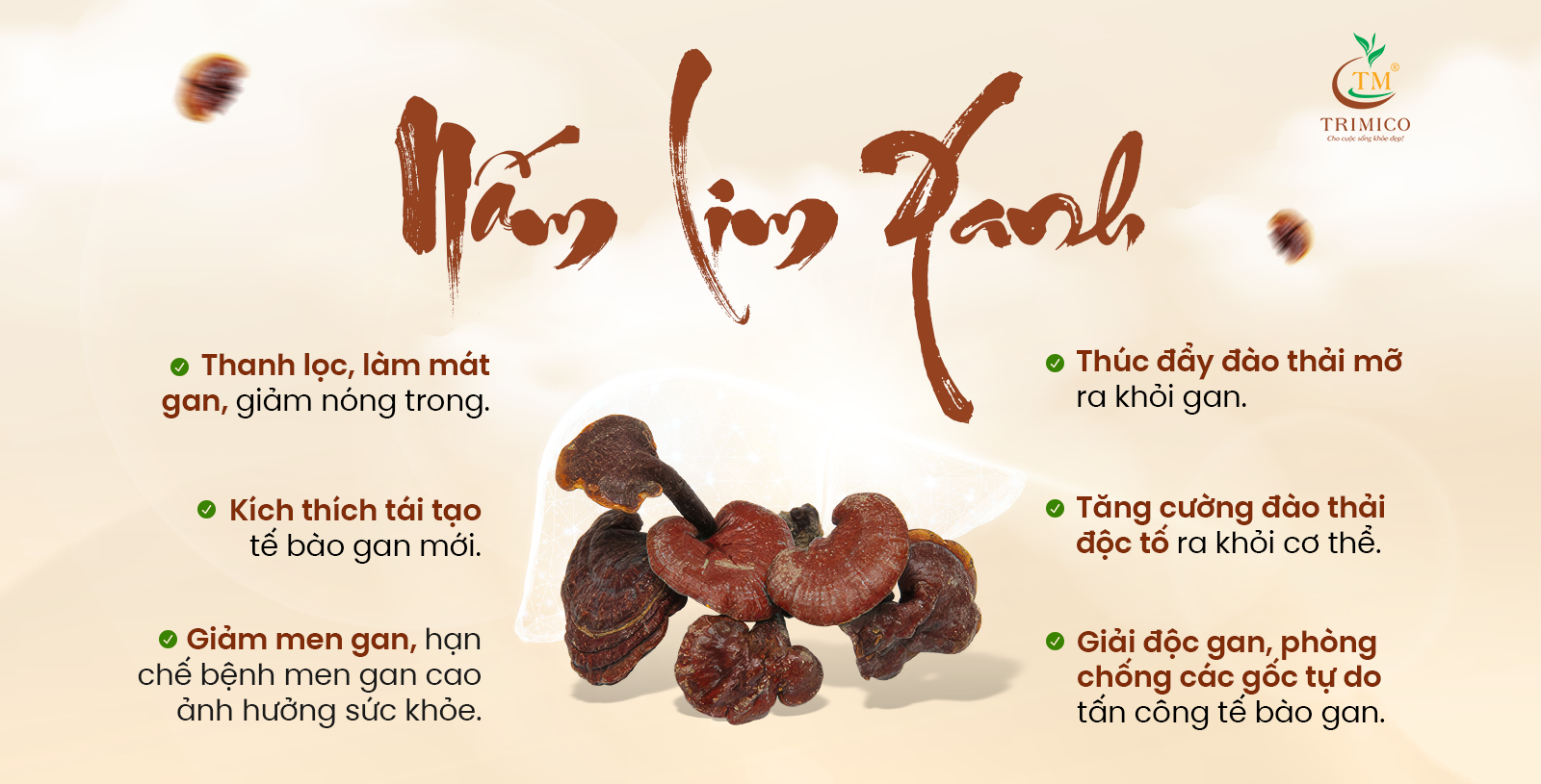 Công dụng của nấm Lim Xanh