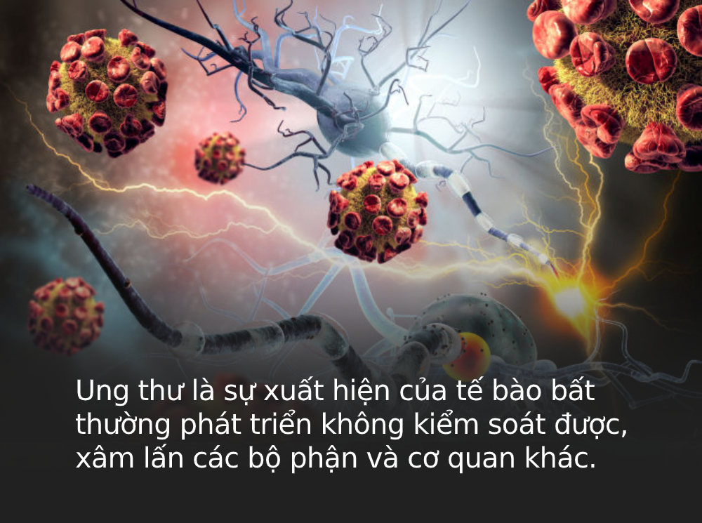 tác dụng nấm lim xanh chữa ung thư