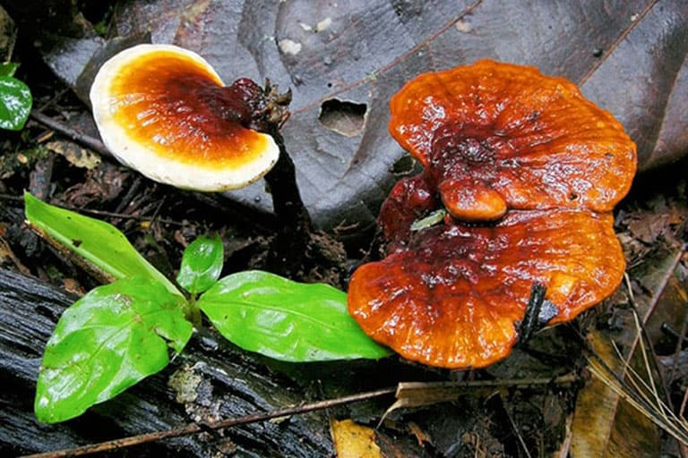 Khám phá tác dụng của nấm Lim Xanh đối với bệnh gan