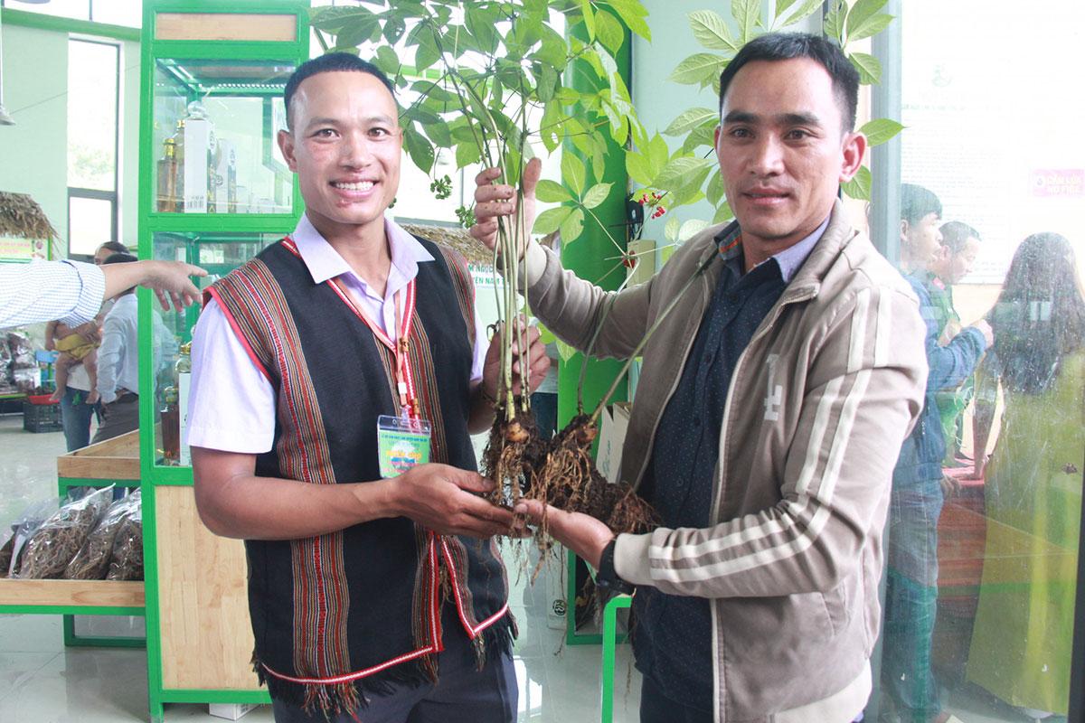 sâm Ngọc Linh rừng TRIMICO