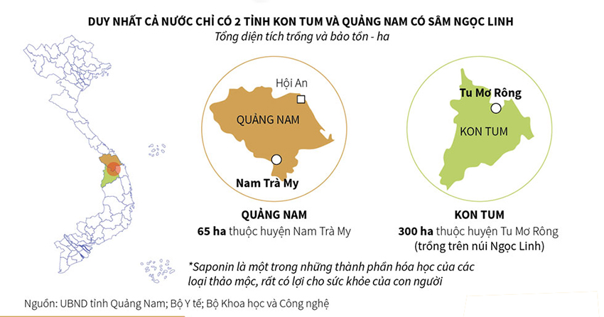 Sự thật về sâm Ngọc Linh
