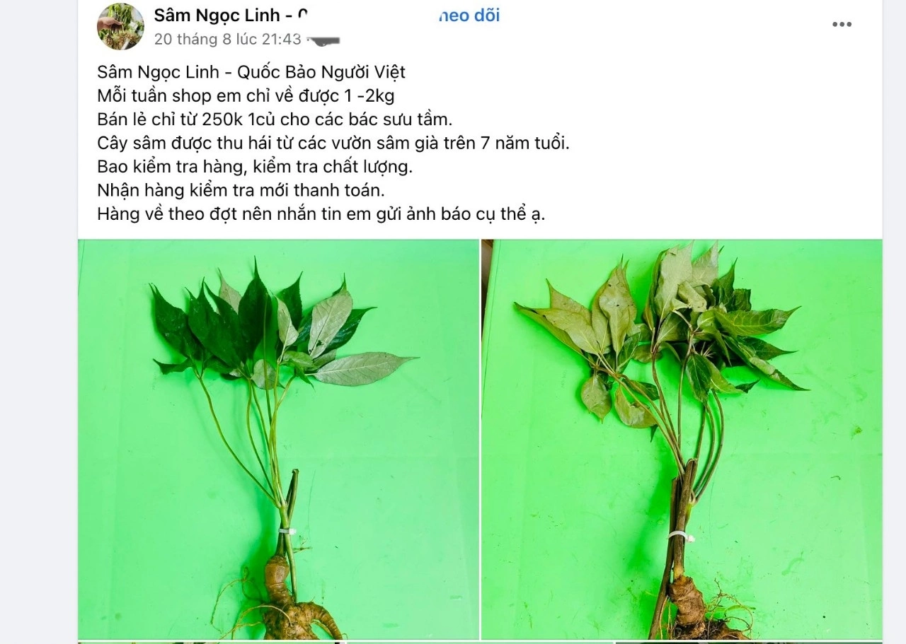 Nơi bán sâm Ngọc Linh chuẩn núi Nam Trà My