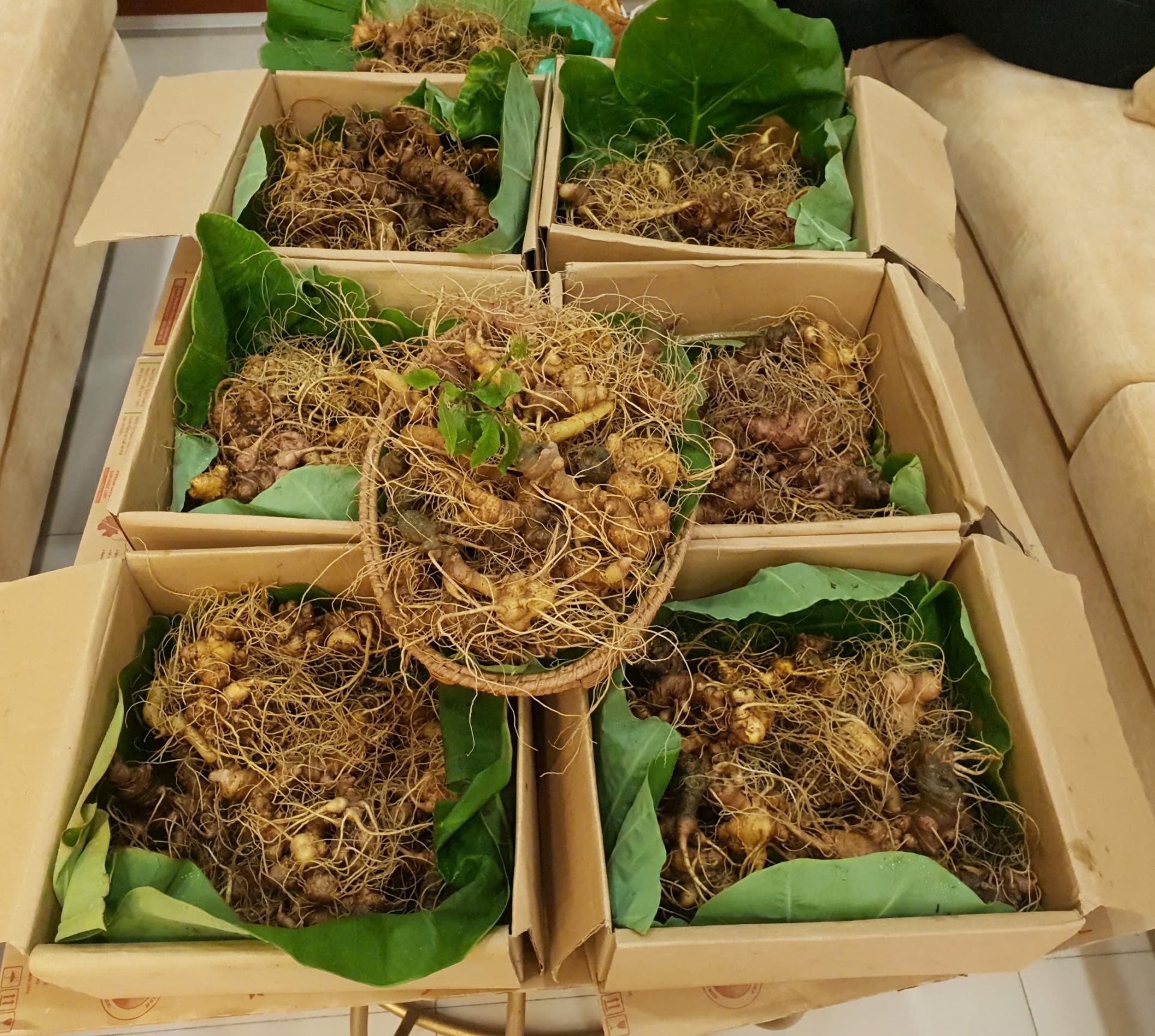 Nơi bán sâm Ngọc Linh chuẩn núi Nam Trà My