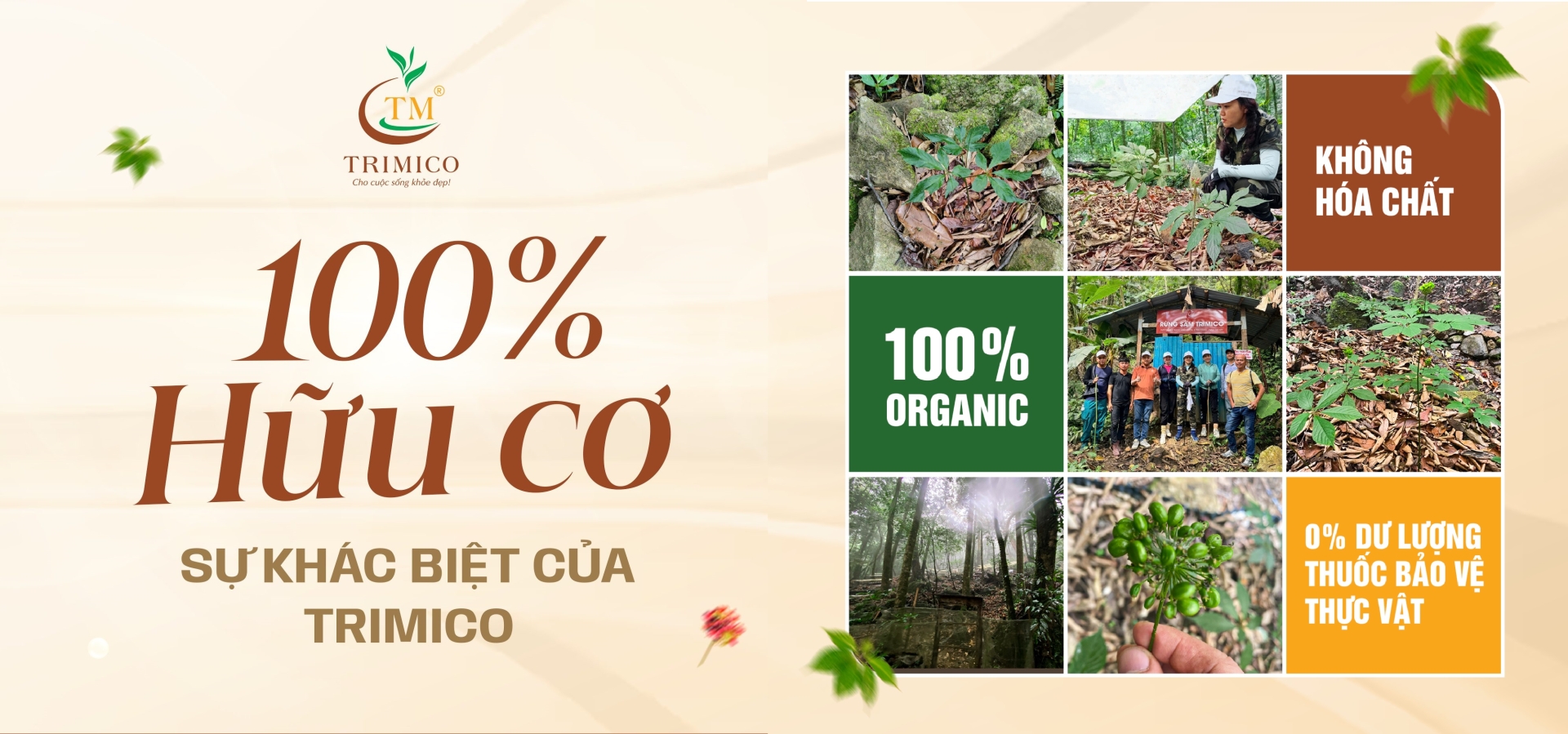 rượu sâm Ngọc Linh bao nhiêu tiền