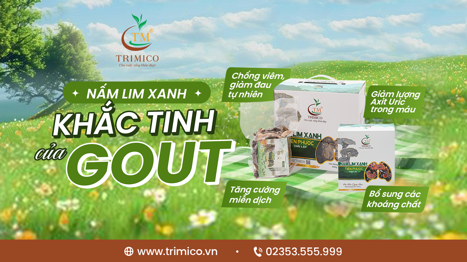 NẤM LIM XANH – GIẢI PHÁP TỰ NHIÊN HỖ TRỢ ĐIỀU TRỊ BỆNH GOUT