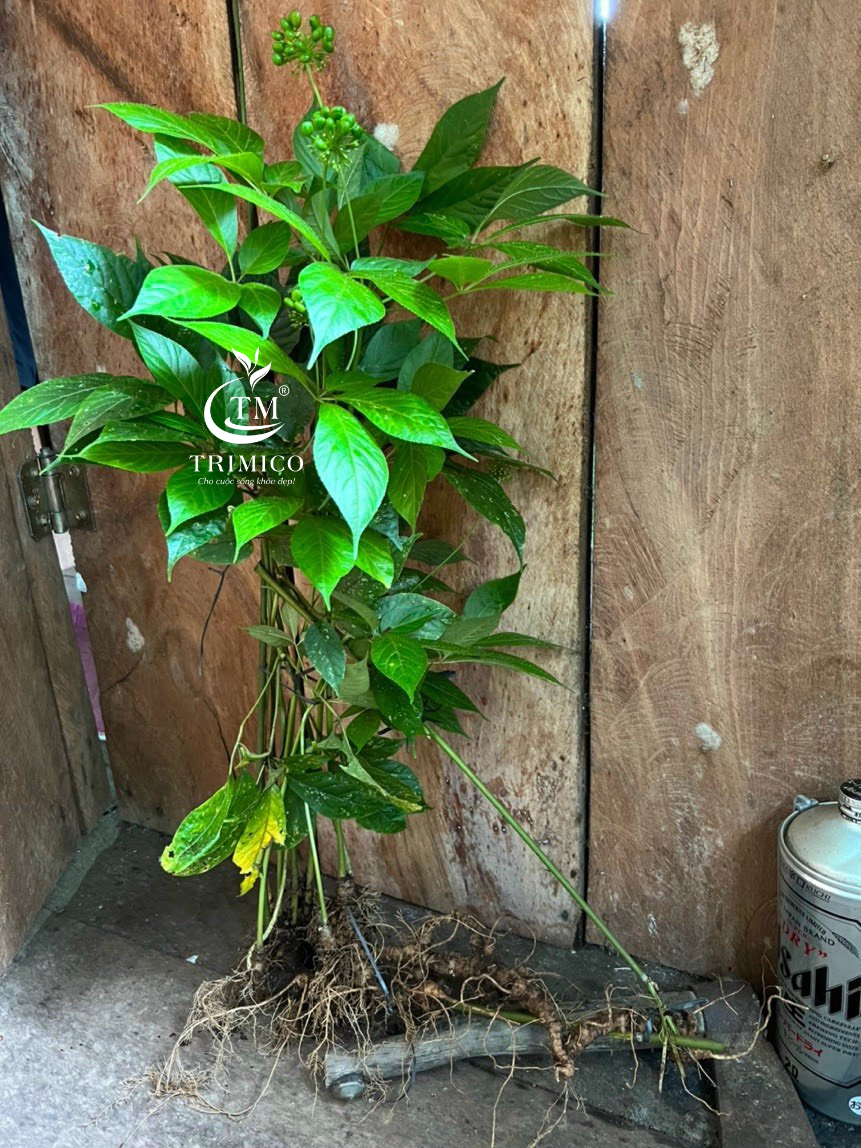 Báo Sức Khỏe & Đời Sống đưa tin về TRIMICO