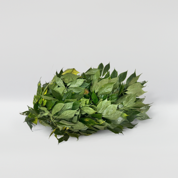 Lá Sâm Ngọc Linh Tươi – Theo Thời Giá