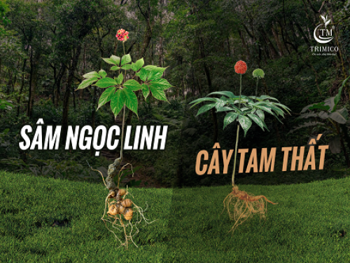 Phân biệt Sâm Ngọc Linh và Tam Thất: Cách nhận biết đúng để không bị lừa