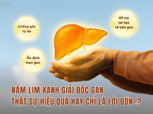 Nấm Lim Xanh giải độc gan: Thật sự hiệu quả hay chỉ là lời đồn?