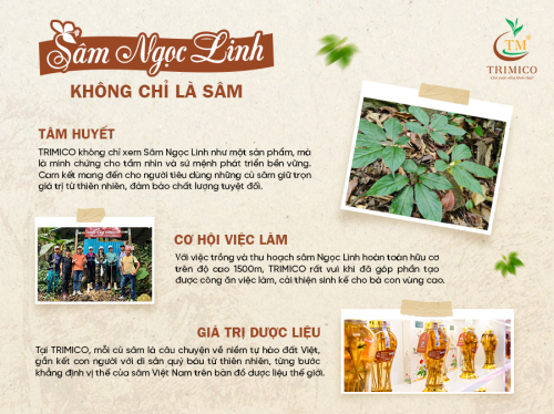 SÂM NGỌC LINH KHÔNG CHỈ LÀM SÂM