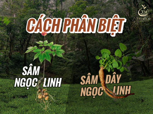 SÂM NGỌC LINH - SÂM DÂY NGỌC LINH: Cùng Tên Nhưng Có Cùng Loại?